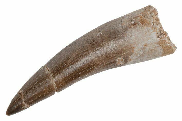 Fossil Plesiosaur (Zarafasaura) Tooth - Morocco #211431
